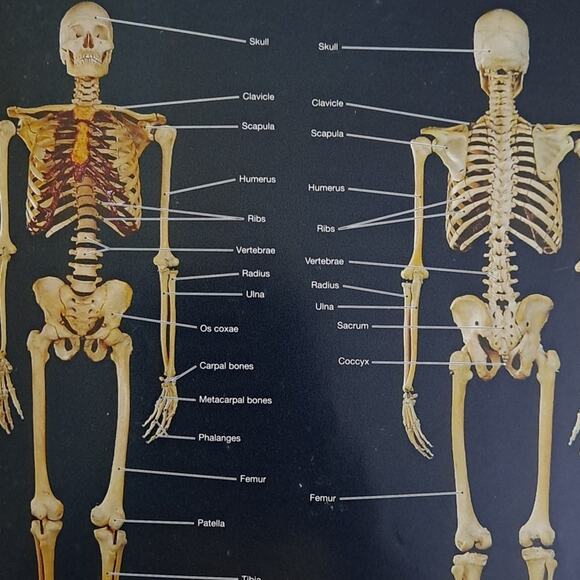 Martini's Atlas of the Human Anatomy Book for Medical Nursing Student 153 pages - Picture 7 of 8